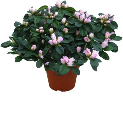 azalea - enkel plant