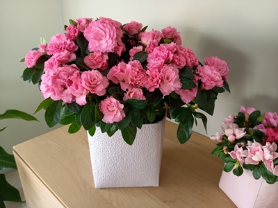 bloemetje voor Valentijn - Aiko Intense Rose