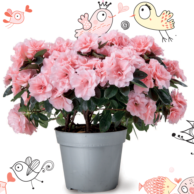 roze azalea - Aiko Rose