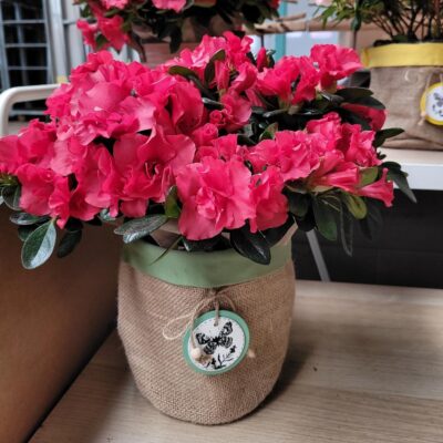 roze azalea in jute zakje - lentespecial