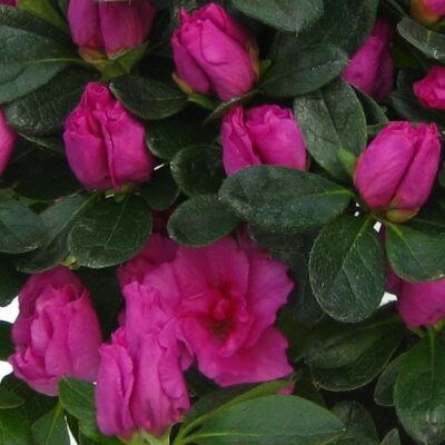 paarse azalea - Himalaya